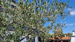 A swimming pool surrounded by a patio with olive trees, a stone pathway, and a view of a modern house in the background. - Luxury villa with private swimming pool (Zmijavci)