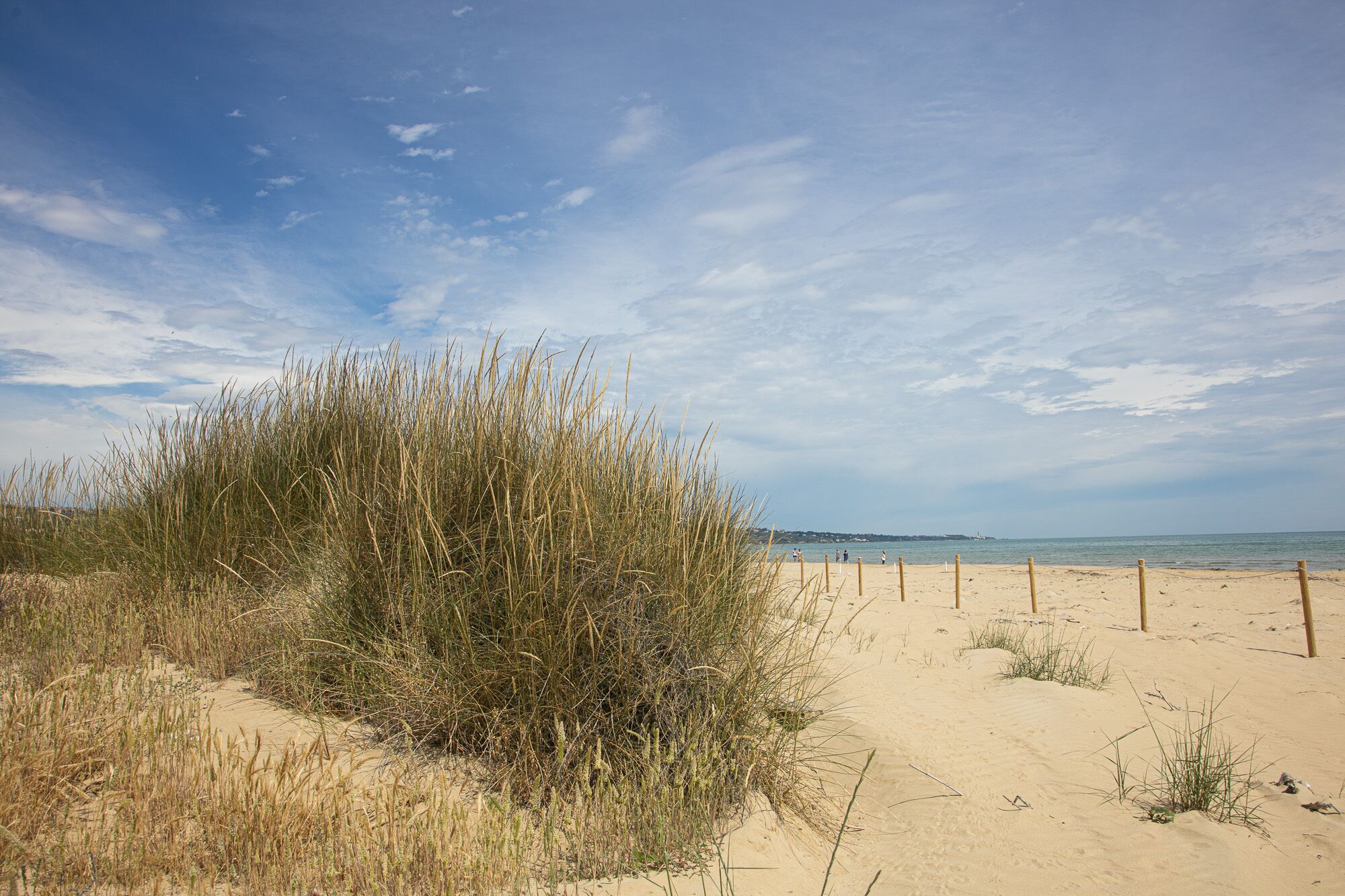 A sandy beach with tall grasses and a wooden fence.