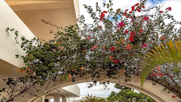 Un escalier extérieur abrité, doté d’un sol carrelé et entouré de verdure et de plantes en fleurs.