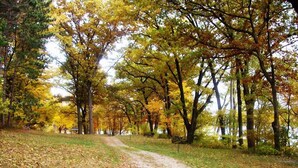Ein Feldweg in einem Park mit Bäumen, die sich im Herbst zeigen.
