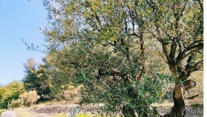 A tree with a twisted trunk and dense foliage, surrounded by a dry landscape with a stone pathway. - La Cadière, Villa 230m2 in a quiet area, superb panoramic view, infinity pool (La Cadière-d'Azur)
