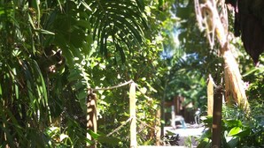 Een houten pad omringd door weelderig groen en planten.