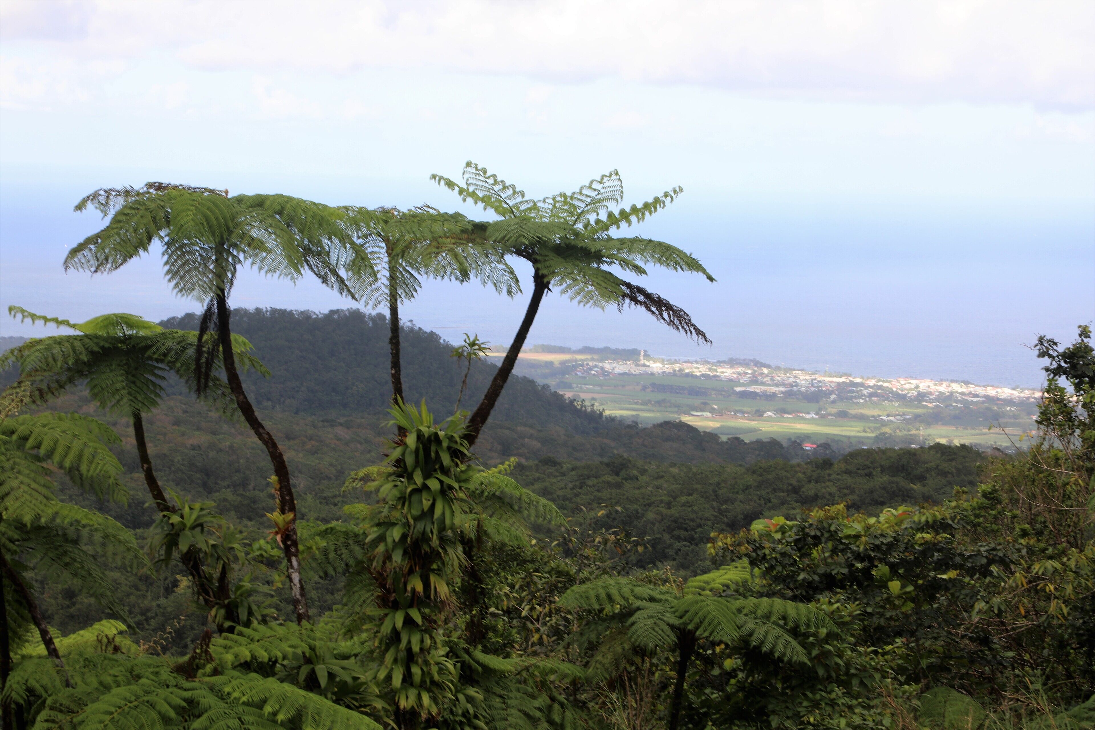 Un paysage verdoyant et luxuriant, avec une vue sur une ville lointaine.