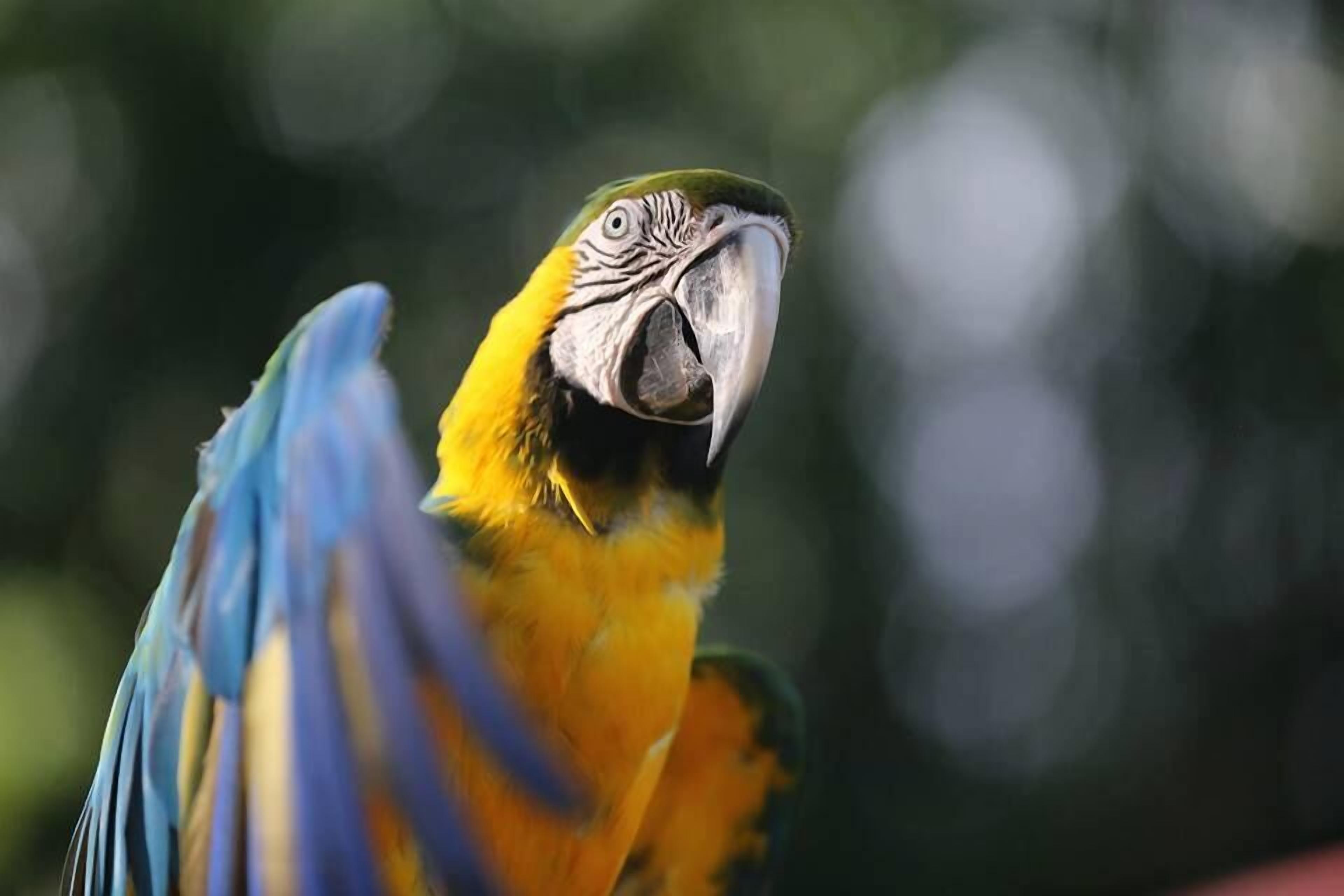A close-up of a parrot with yellow and blue feathers, set against a blurred natural background.