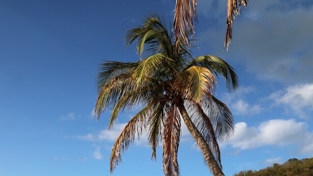 Een zandstrand met een palmboom, helderblauwe lucht en een kalme zee.