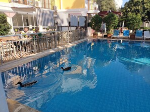 A swimming pool with two ducks swimming, surrounded by lounge chairs and umbrellas. - Hotel Barlas Fethiye (Fethiye)