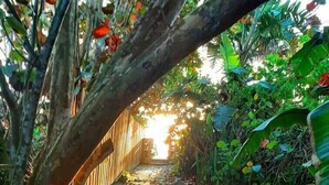 A pathway through a garden with a wooden fence and lush greenery. - Orchid Island Family Getaway w/Private Beach and Hot Tub (Vero Beach)