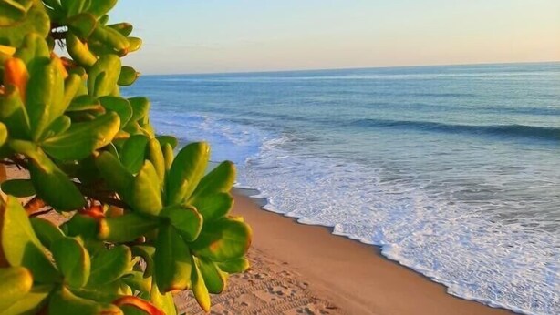 A beach with footprints in the sand and green foliage in the foreground. - Orchid Island Family Getaway w/Private Beach and Hot Tub (Vero Beach)