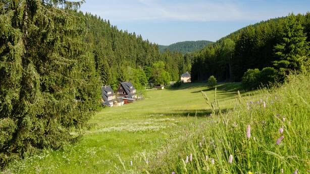 Een landelijk landschap met een huis, omringd door dicht bos en een grasveld.