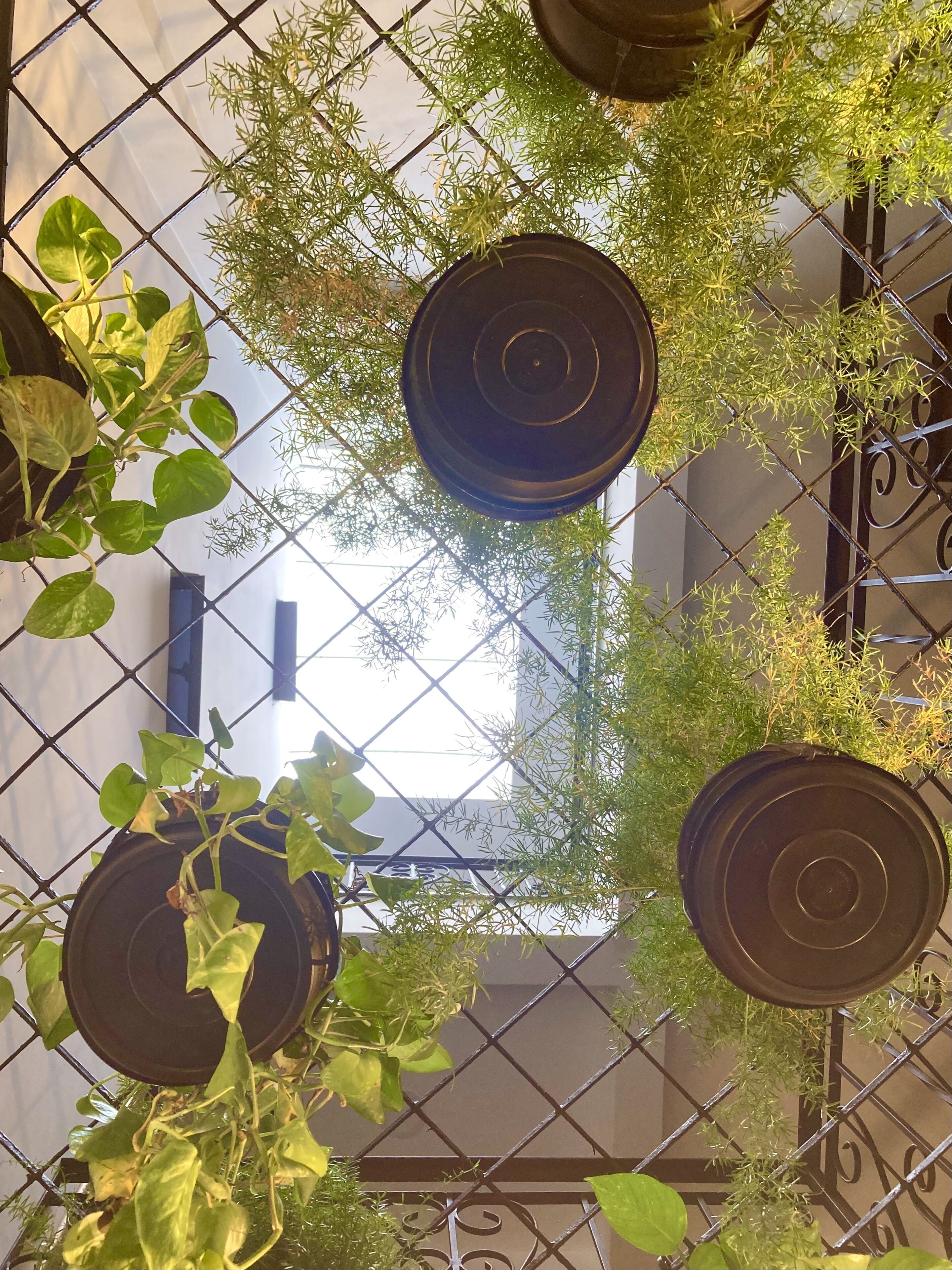 A view of a balcony with potted plants and a metal railing.