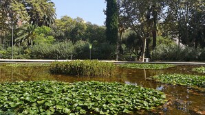 Ein friedlicher Park mit einem Teich, der von Seerosen bedeckt ist, umgeben von üppigem Grün und Bäumen.