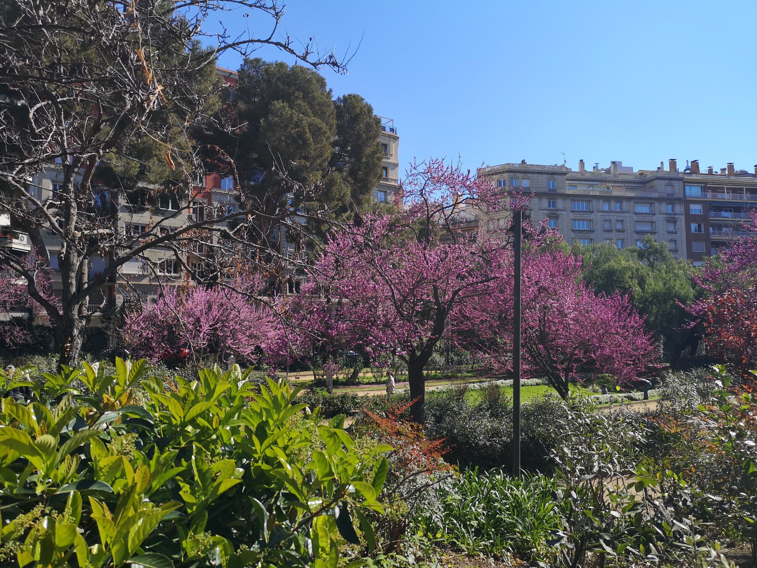A park with blooming trees and a building in the background.