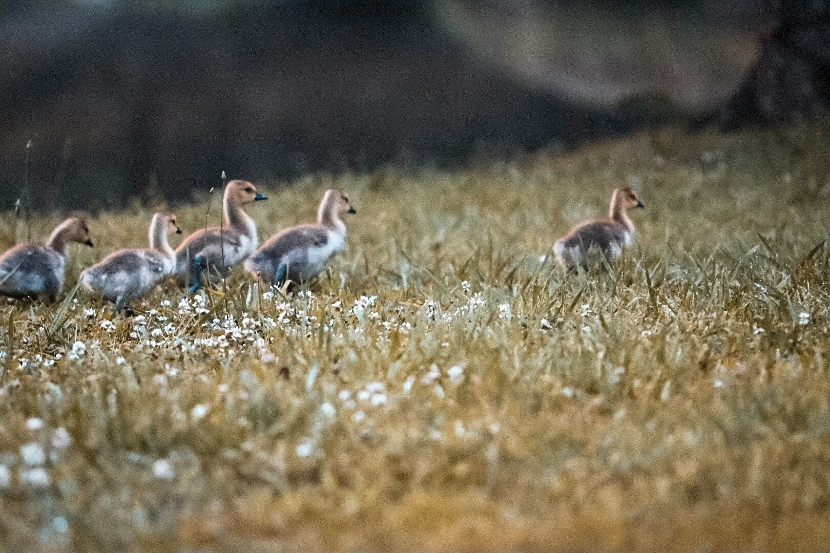 En grupp småänder som promenerar på en gräsig äng.