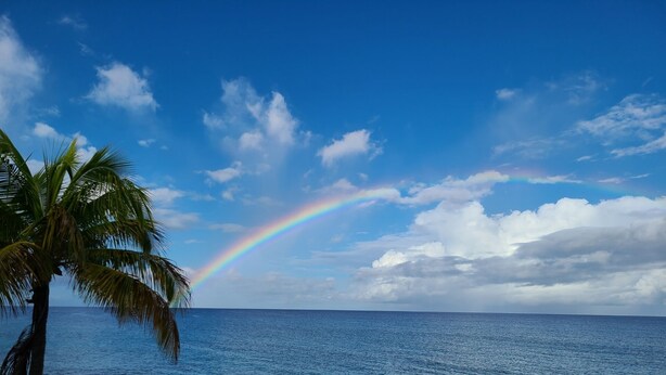 A beach with a clear sky, a rainbow, and a palm tree.