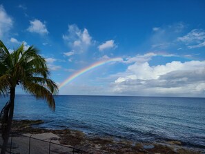 A beach with a clear sky, a rainbow, and a palm tree.
