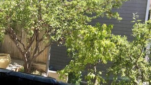 A view of a backyard with a tree and a wooden fence. - “Stunning Views!” Luxury 4 Bedroom, 2 Bathroom Vacation Duplex in Downtown Salt Lake Capitol Hill (Salt Lake City)