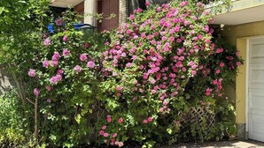 A garden with pink flowers and a building in the background. - “Stunning Views!” Luxury 4 Bedroom, 2 Bathroom Vacation Duplex in Downtown Salt Lake Capitol Hill (Salt Lake City)