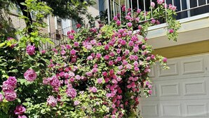 Ein Wohngebiet mit einer Garagentür, einem Balkon mit Geländer und dichtem Strauchwerk mit rosa Blüten.