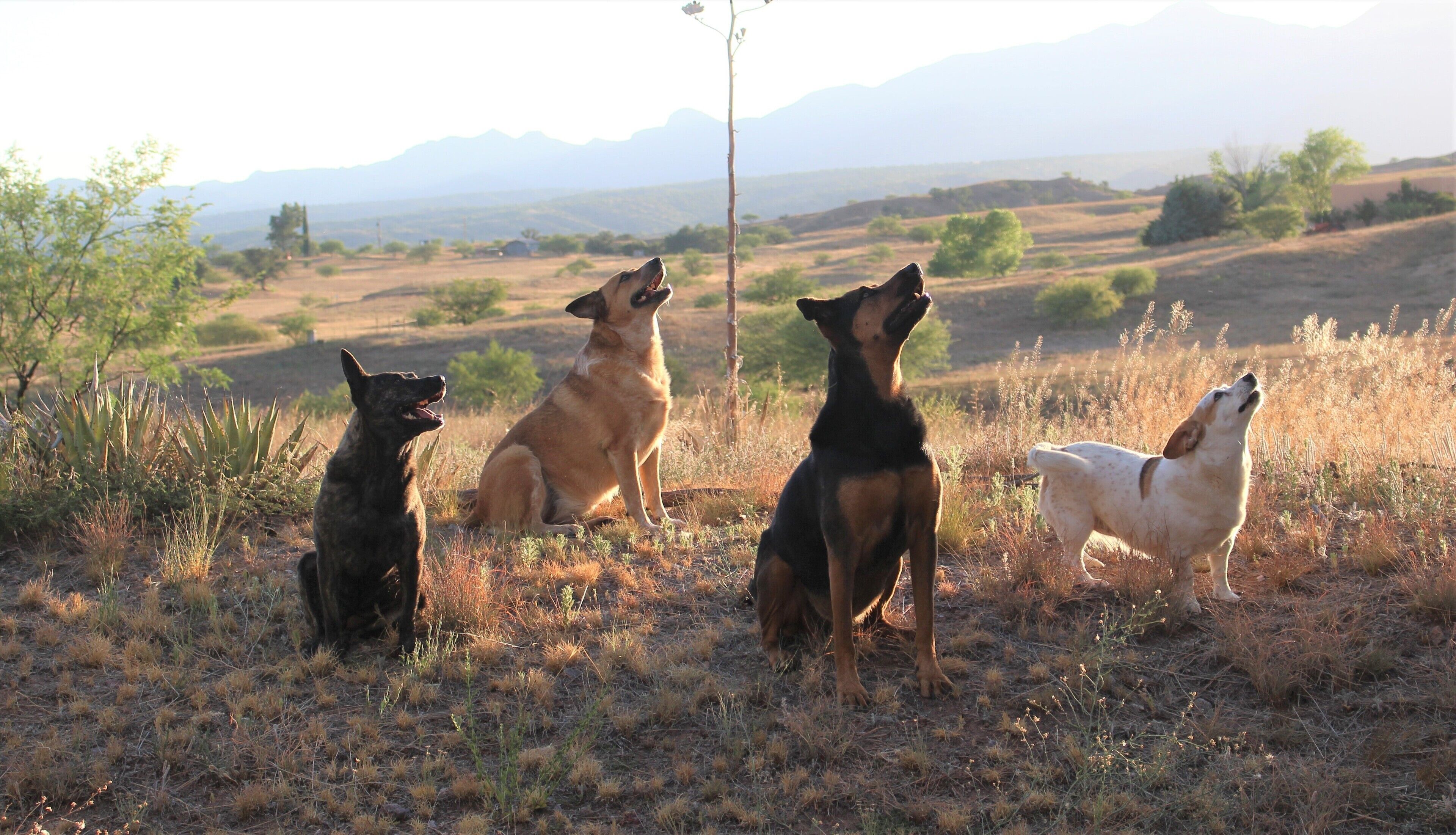 Cuatro perros sentados en un campo con una montaña al fondo.