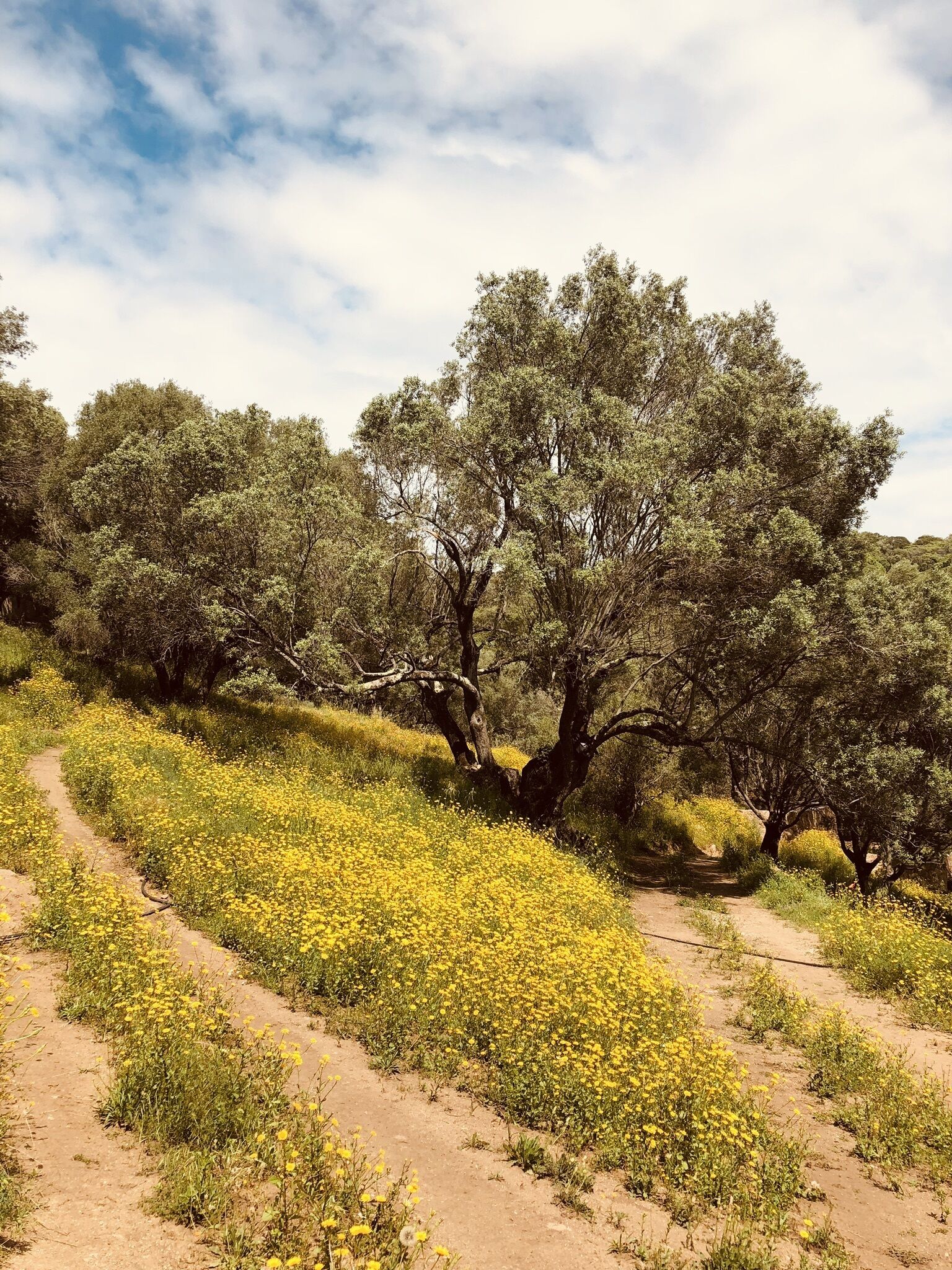 Un camí de terra que serpenteja per un paisatge natural ple d'arbres i flors grogues.