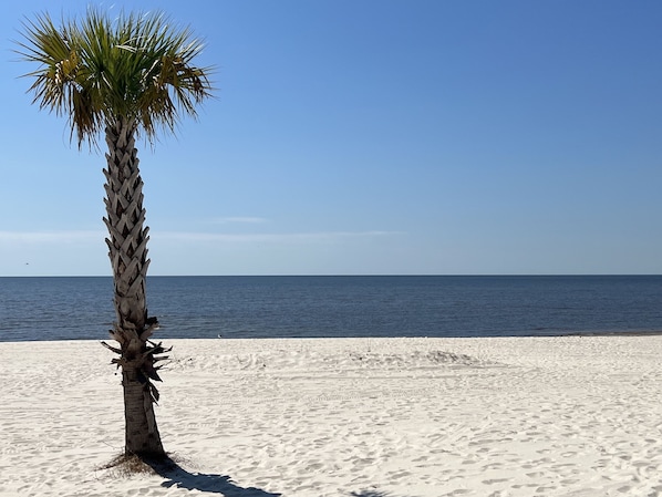 Un seul palmier sur une plage de sable, avec un ciel bleu clair et une mer calme en arrière-plan.