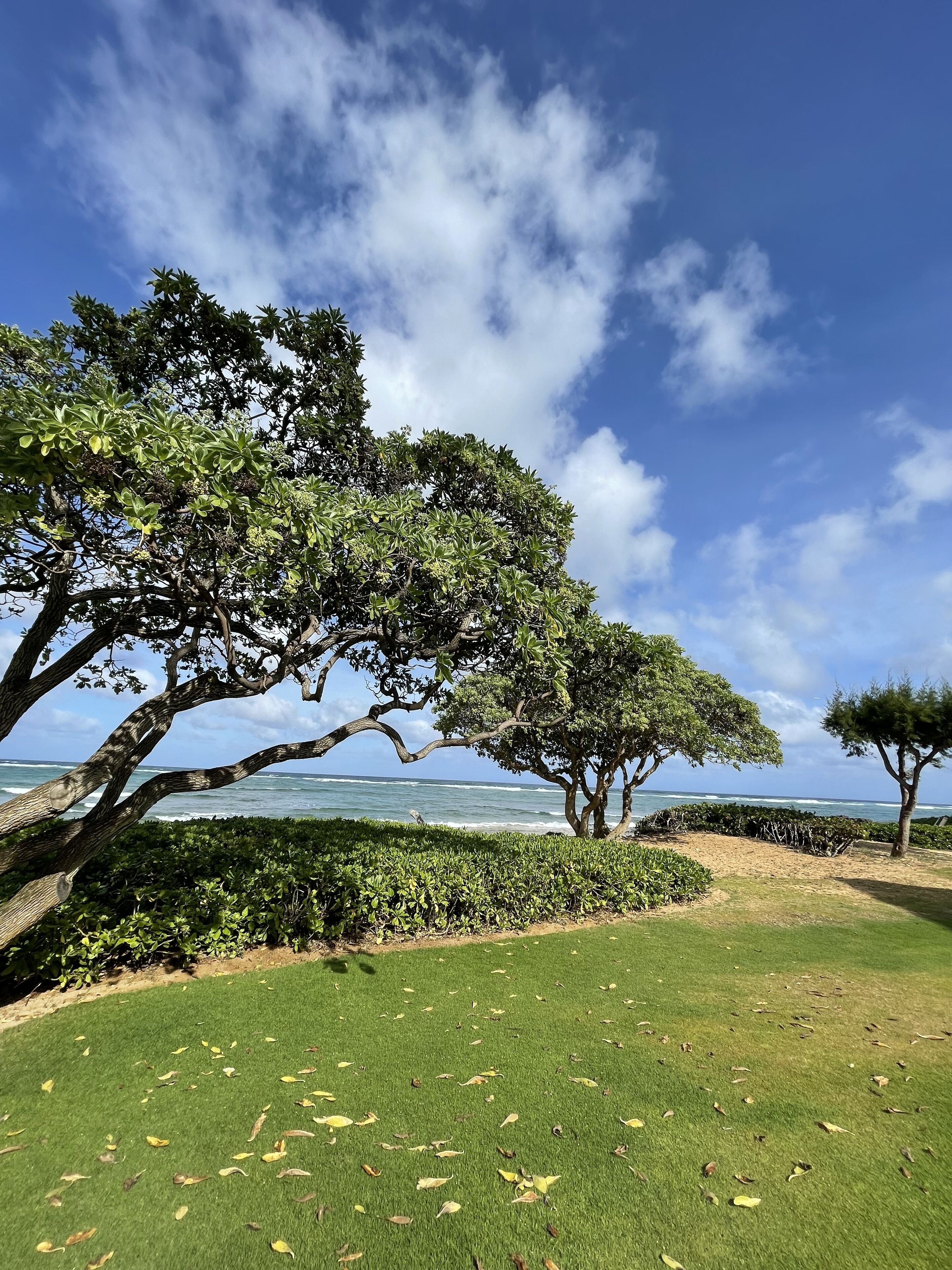 A grassy area with trees and a view of the ocean.