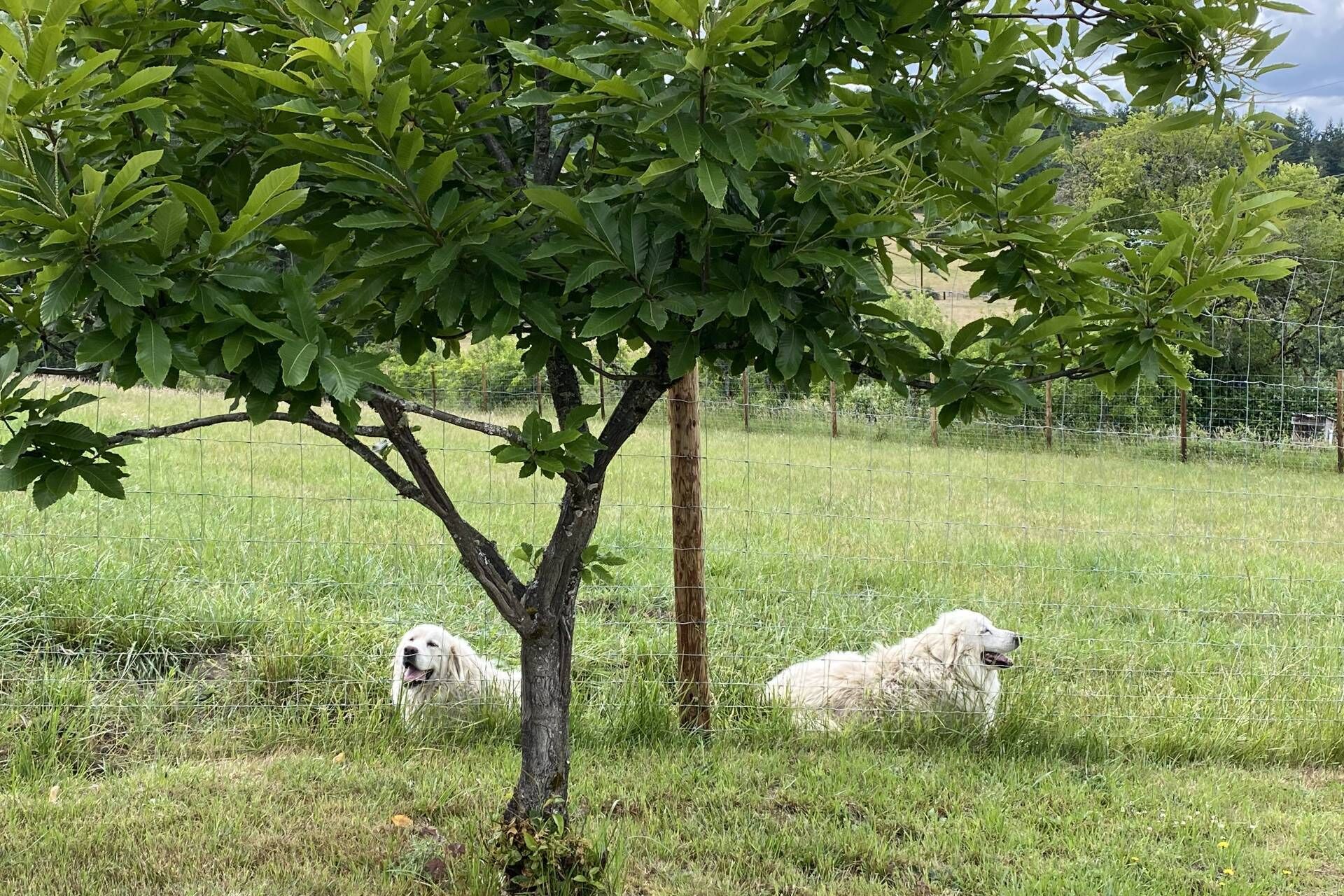 A tree in a grassy field with two dogs.