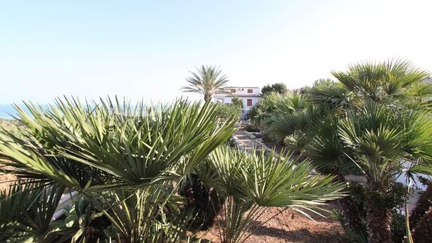 A coastal landscape with palm trees and a building in the background.
