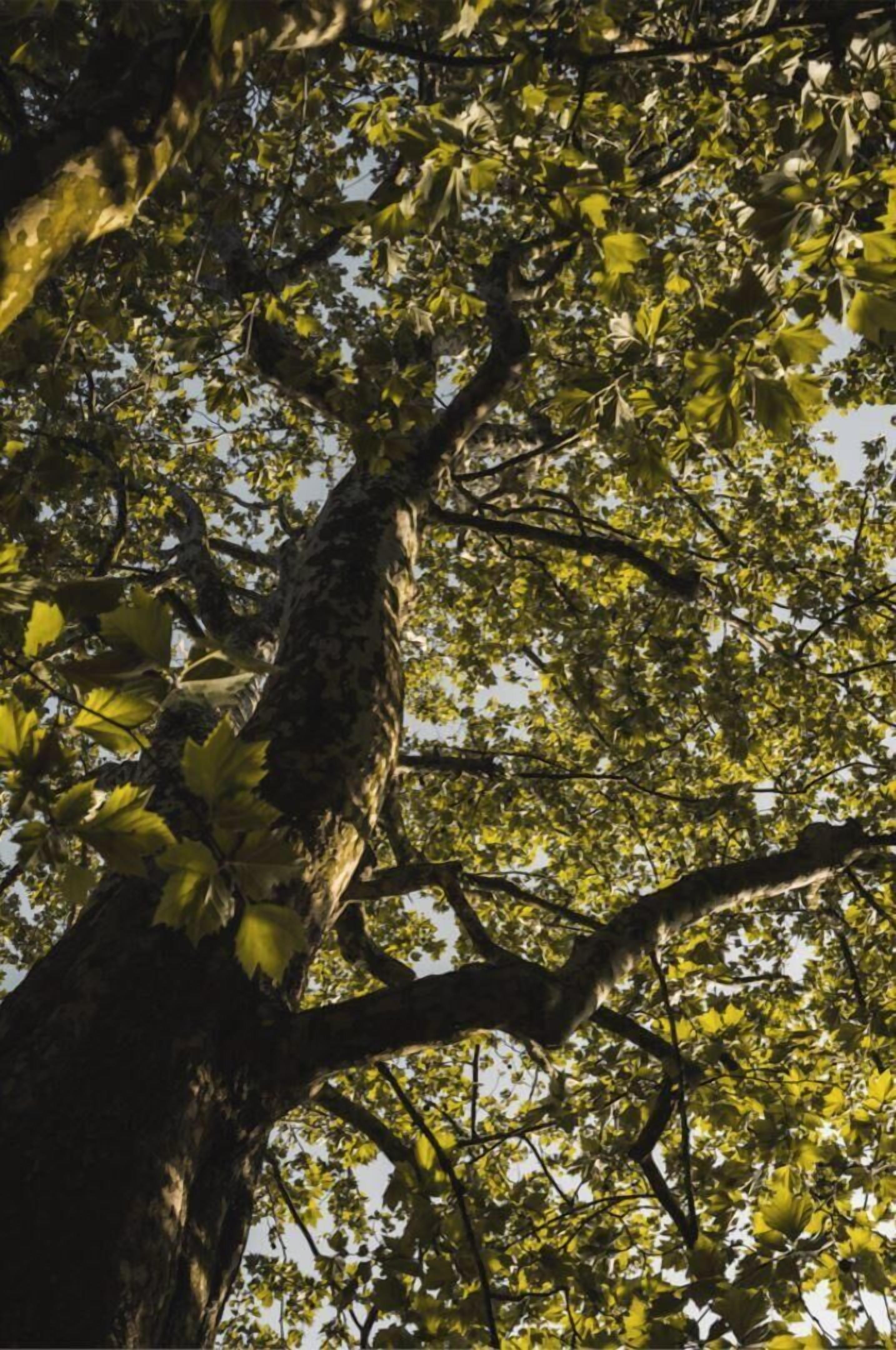 A tree with a thick trunk and dense foliage.