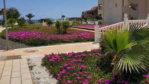 A pathway lined with vibrant pink flowers, leading to a building with a modern architectural design. - Naturist Baja house with courtyard in first line! (Vera)