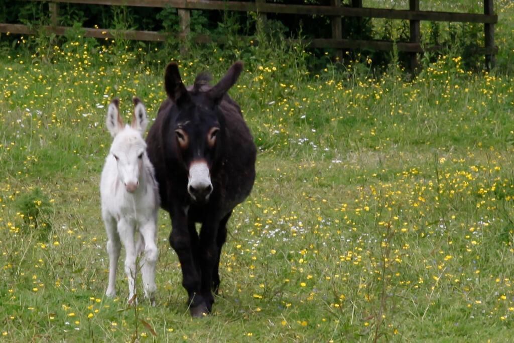 Un burro y un potrillo blanco en un campo lleno de flores amarillas.