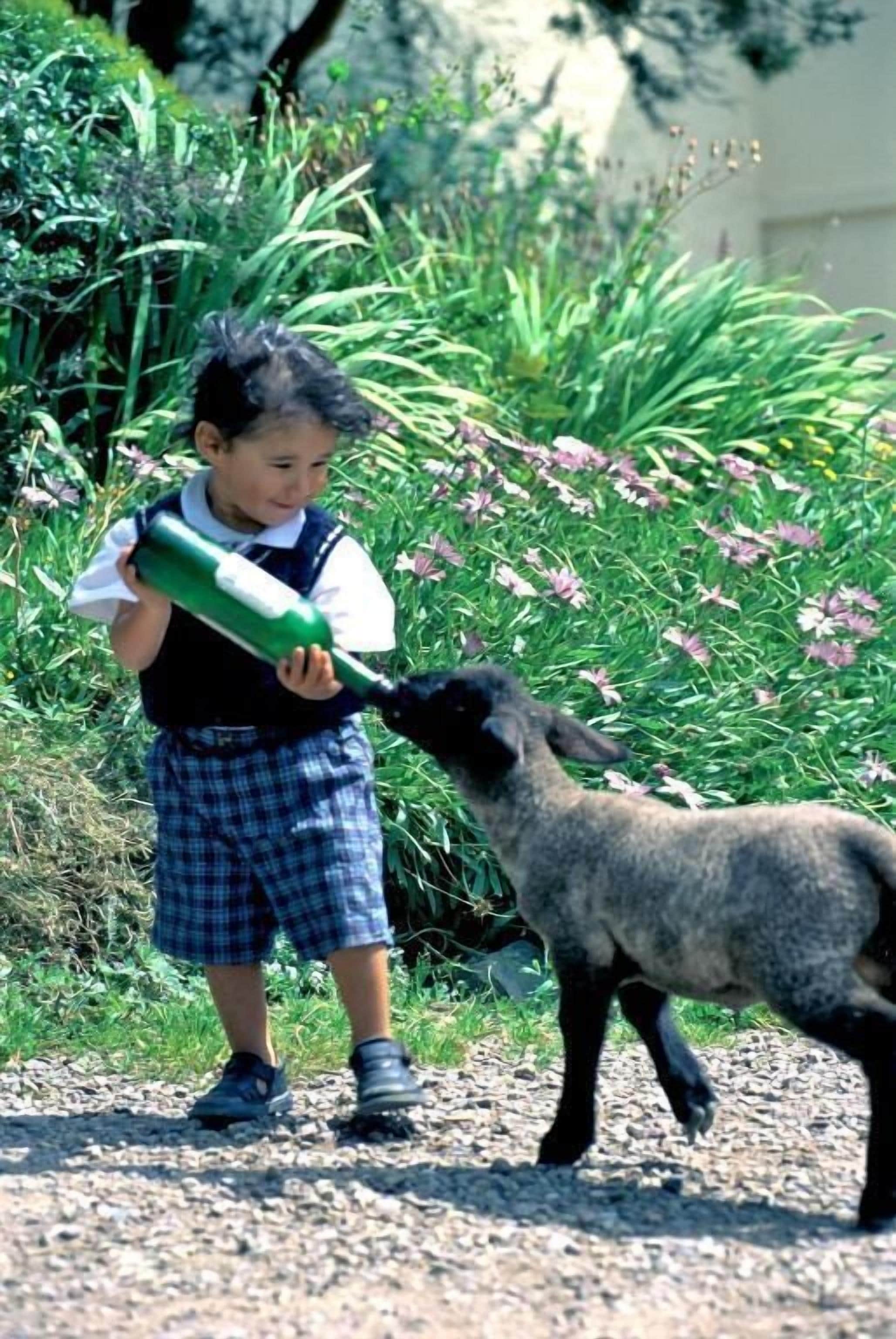 A child holding a green bottle, standing on a gravel path with a dog nearby.