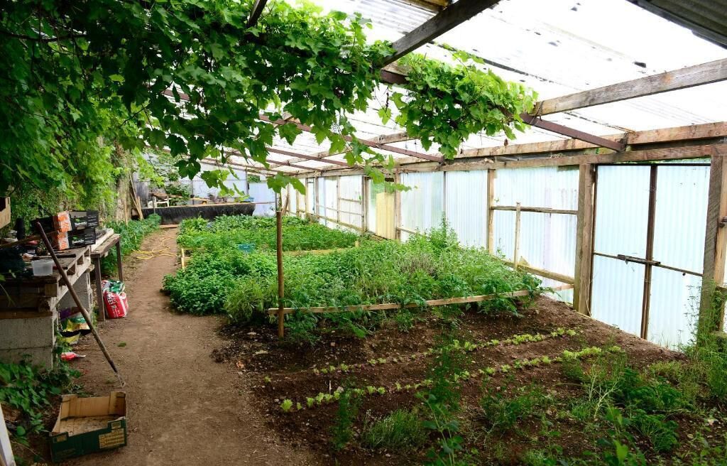 Ein Gewächshaus mit verschiedenen Pflanzen und Gartenwerkzeugen.