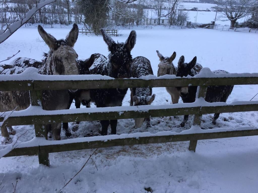 A wooden fence with snow-covered ground and a few animals behind it.