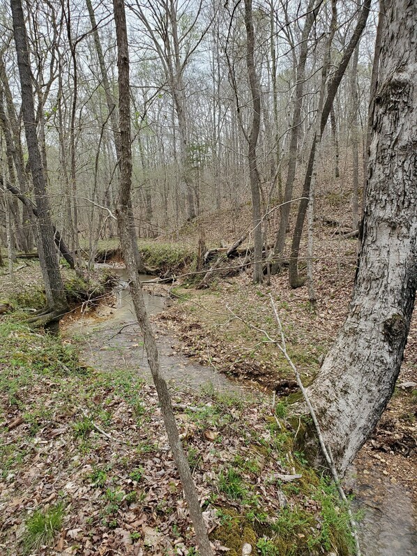 A forested area with a stream, surrounded by trees and natural ground cover.