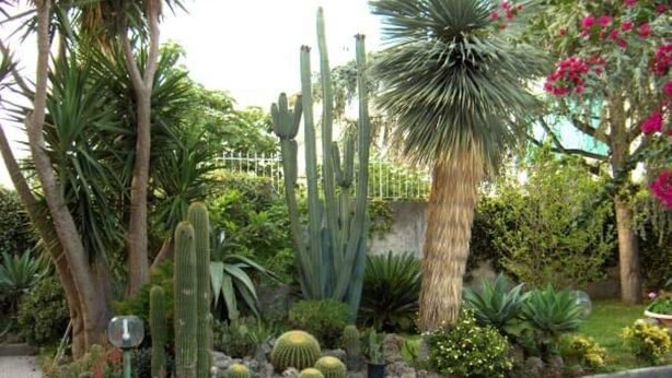 Un jardín con diversos cactus y plantas.