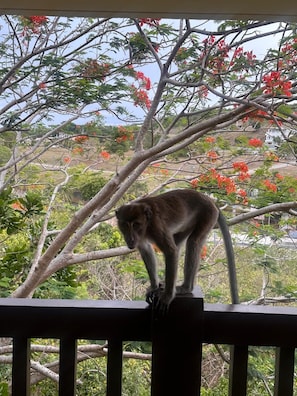 A monkey on a balcony railing with a view of trees and a distant building. - Relaxing place for you (Malay)