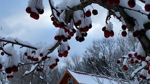 Een houten hut met een veranda, omringd door met sneeuw bedekte bomen en een heldere lucht.