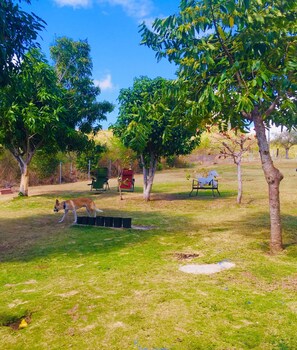 Property grounds - Ocean View two Bedroom Apartment, Authentic Island Living (Vieques)