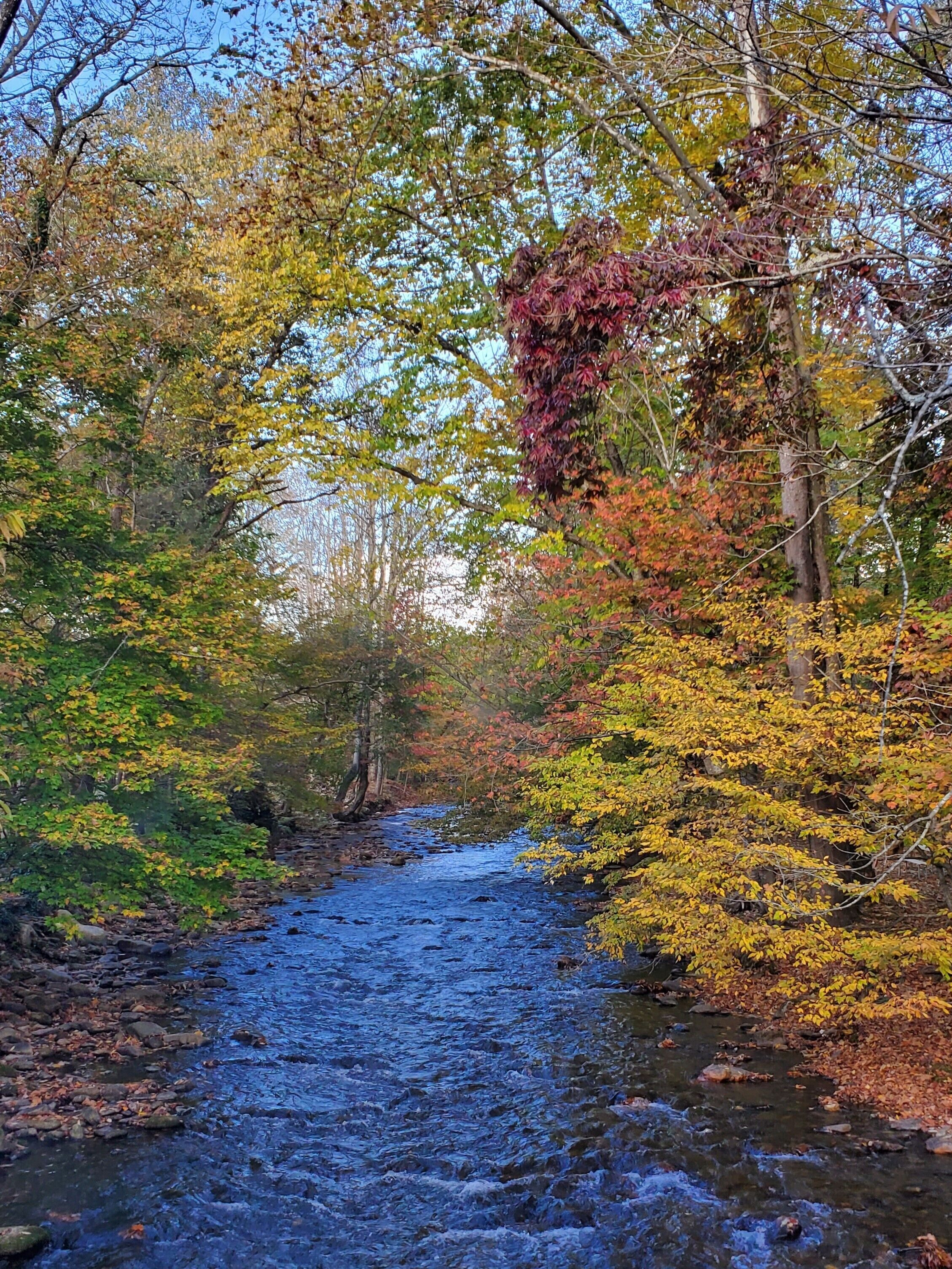 Une rivière qui traverse une forêt où les arbres arborent les couleurs de l’automne.
