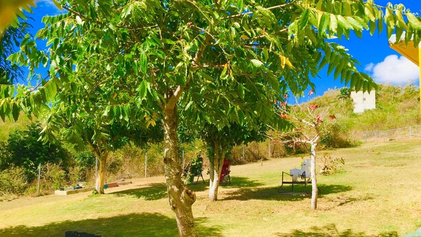 Une cour bordée d’arbres, avec une pelouse verdoyante, un bâtiment blanc en arrière-plan et une balançoire.