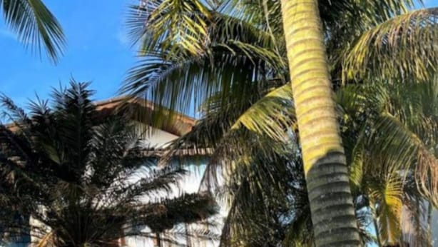 Zona junto a la piscina con palmeras, un edificio de techo de paja y un cielo azul despejado.