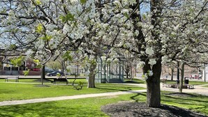 En park med ett stort träd i full blom, bänkar, en lusthus och en välskött gräsmatta.