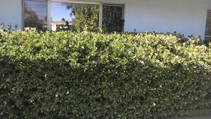 A dense hedge in front of a building with large windows. - Colorful Warm Weather Jewel House 10,000 sq ft lot. (Menifee)
