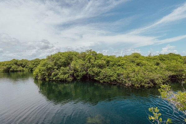 A calm river surrounded by dense green foliage.