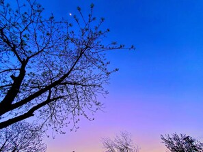Ein Baum vor blauem Himmel und einem sichtbaren Mond.