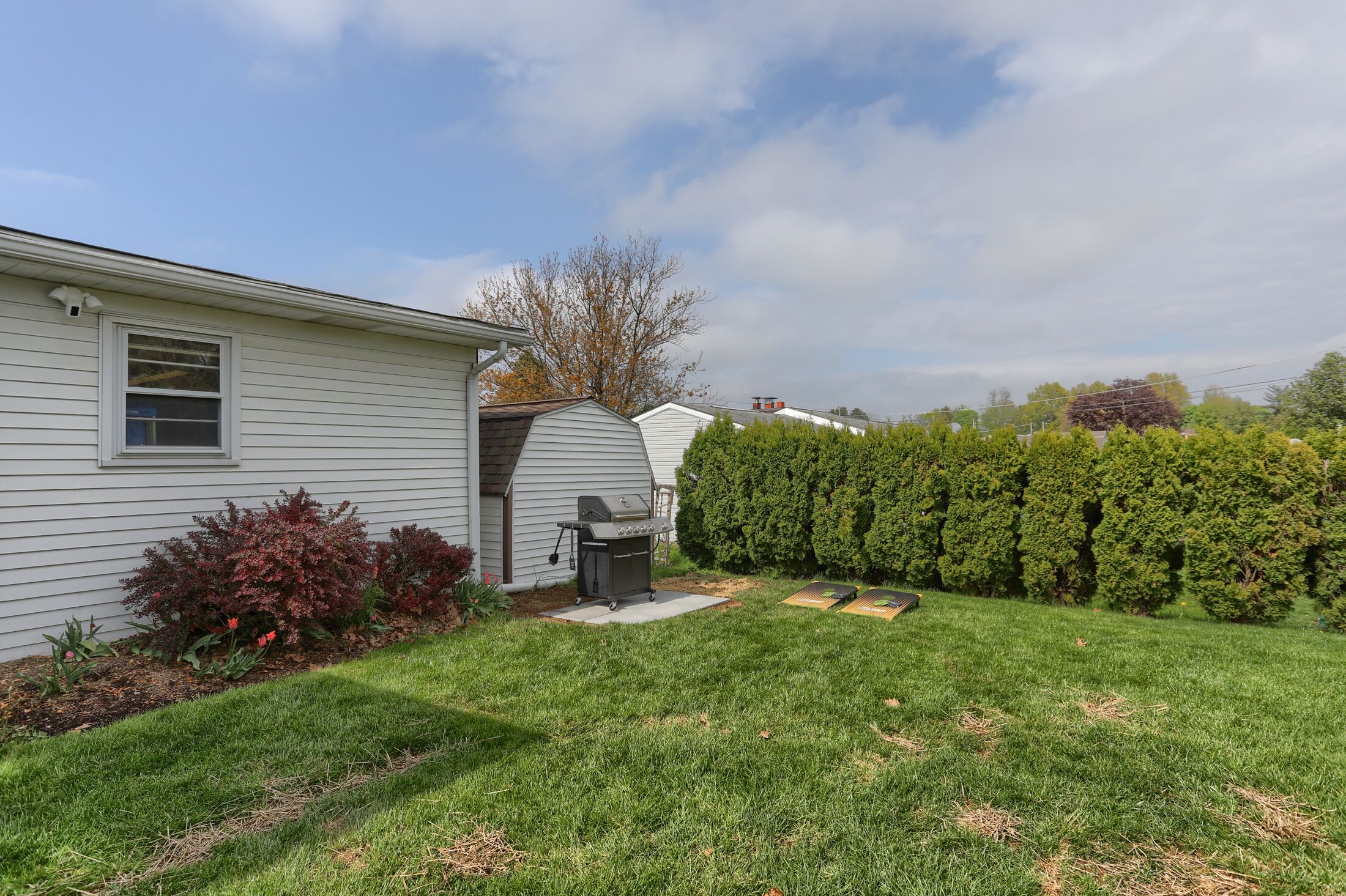 A residential backyard with a lawn, a barbecue grill, and a hedge.