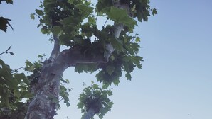 A coastal scene with boats docked at a marina, a tree with green leaves, and buildings in the background. - Beautifully located studio in the heart of the village, renovated (Brando)
