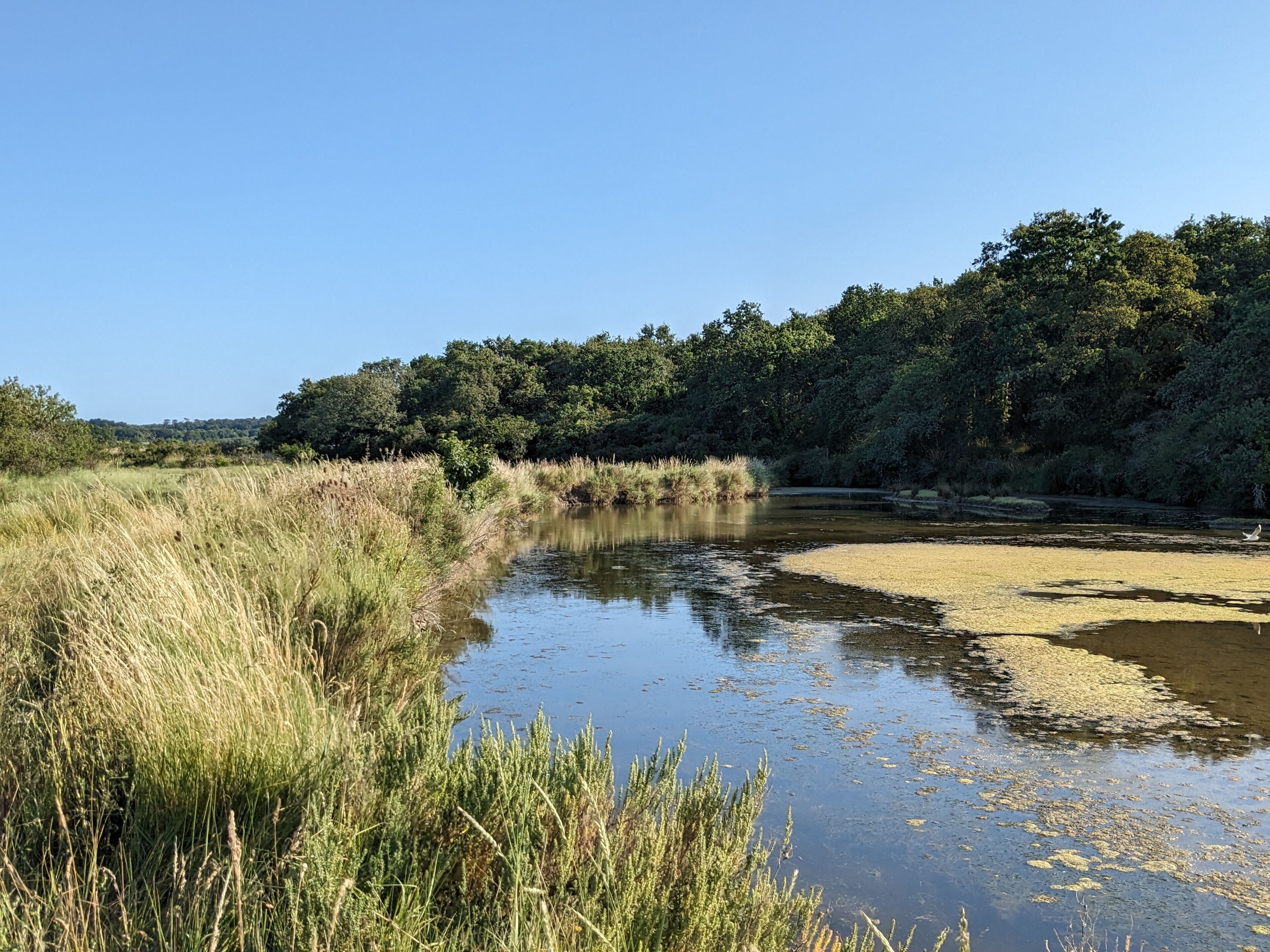 Een rivier met omliggende grasoevers en dichte bomen op de achtergrond.