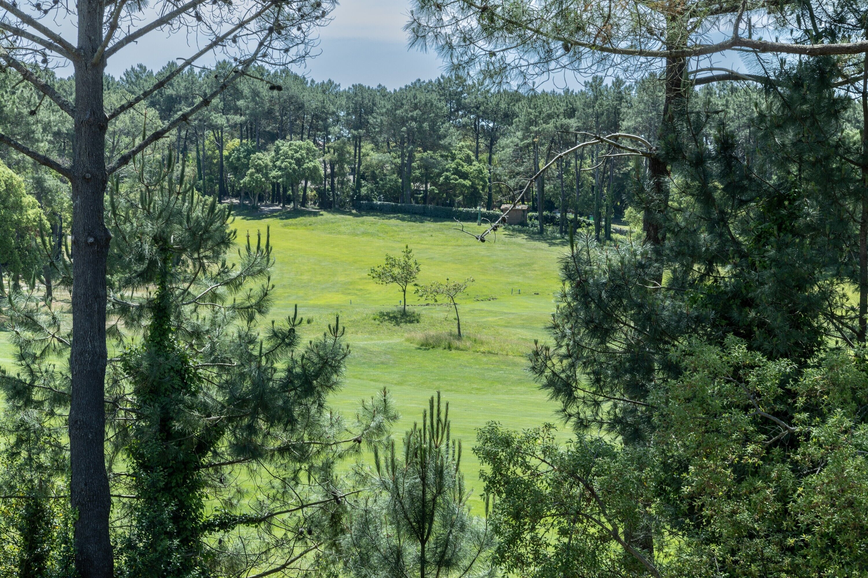 Vista de un campo verde rodeado de árboles.